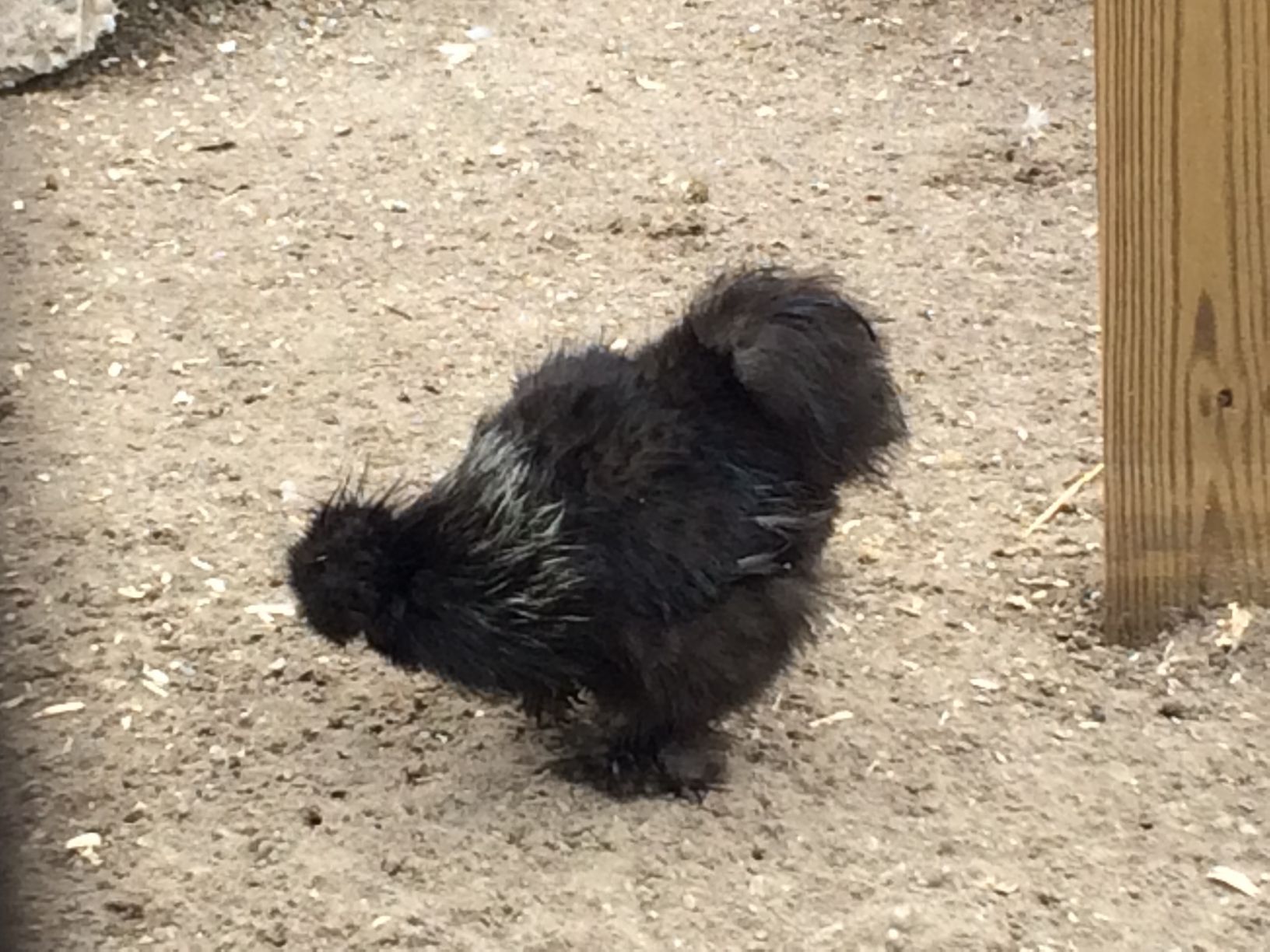 Washington Park Zoo